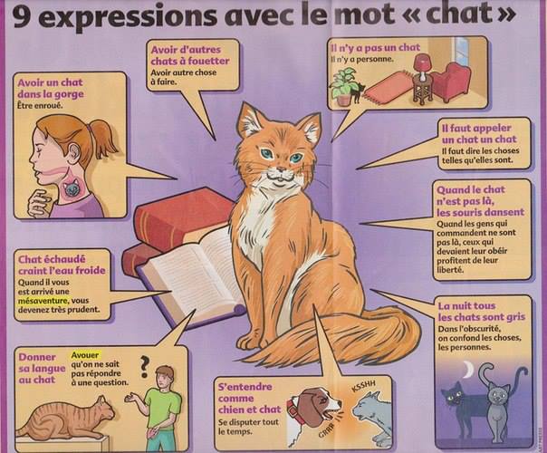 Site de chat pour handicapé